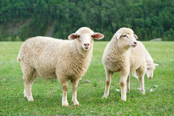 Mơ thấy cừu đánh con gì?
